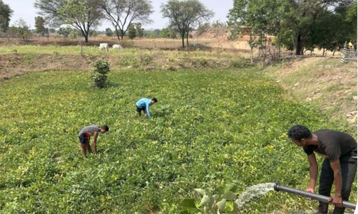 रायपुर : हरियाली की ओर बढ़ता बरदर गांव