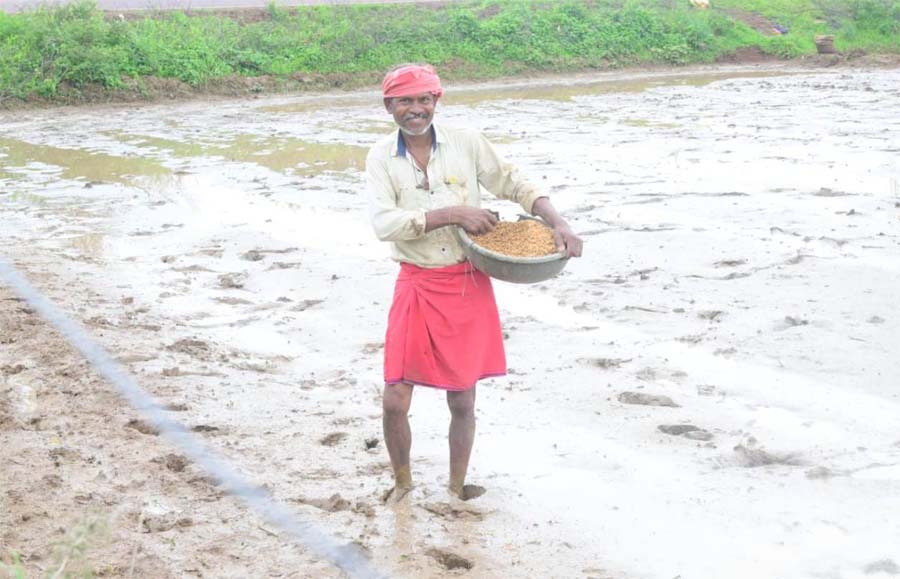 रायपुर : राजनांदगांव जिले में पर्याप्त मात्रा में खाद और बीज उपलब्ध