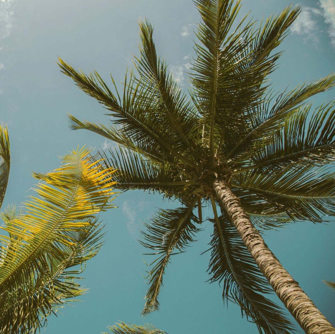 रायपुर : ऑयल पॉम की खेती खोलेगा किसानों के लिए समृद्धि का द्वार