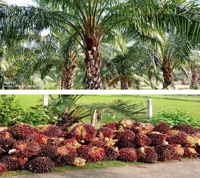 रायपुर : पॉम की खेती से किसानों को मिलेगा आय का स्थायी जरिया