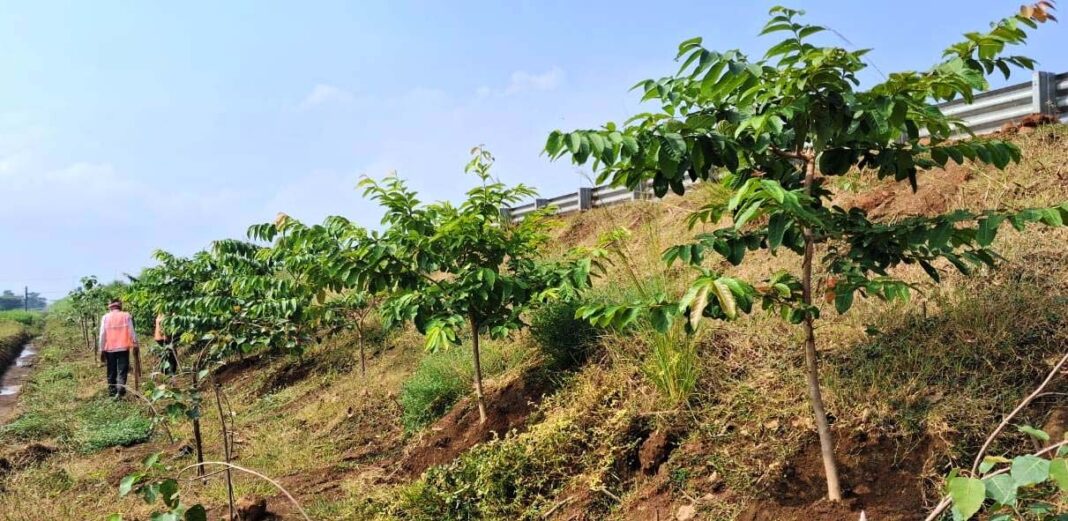 रायपुर : छत्तीसगढ़ के राष्ट्रीय राजमार्ग बन रहे ग्रीन कॉरिडोर : एनएचएआई ने इस साल लगाए 2.71 लाख पौधे