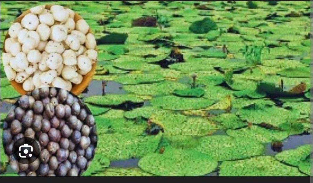 रायपुर : धान के कटोरे से सुपर फूड की ओर : मखाना की खेती बनी महिलाओं के लिए समृद्धि की आधार