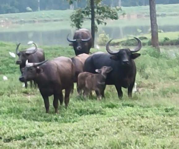 रायपुर : राजकीय पशु के लिए बारनावापारा अभ्यारण्य बना अनुकूल वन भैसों की संख्या में हुई वृद्धि