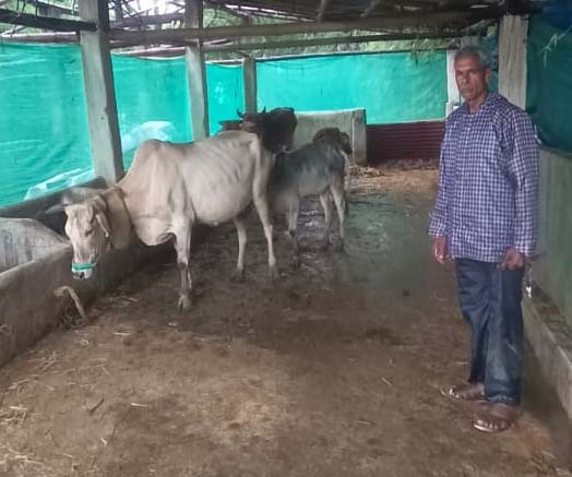 रायपुर : मनरेगा से रामफल का व्यवसायिक सपना हुआ साकार