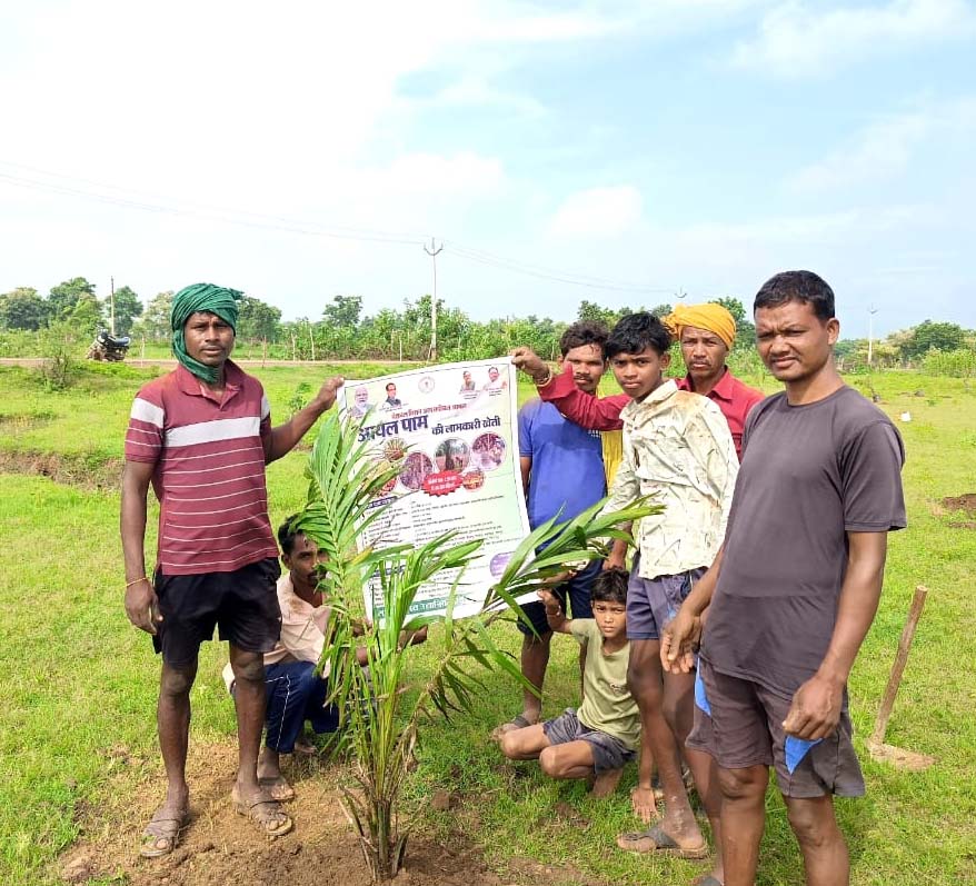 रायपुर : बलौदाबाजार जिले के किसान ऑयल पाम की खेती की ओर अग्रसर