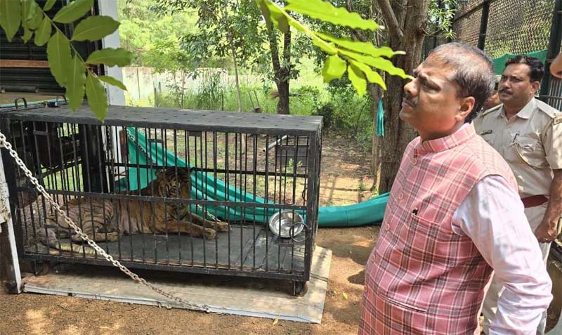 रायपुर : बाघिन ‘बिजली’ का होगा जामनगर में इलाज