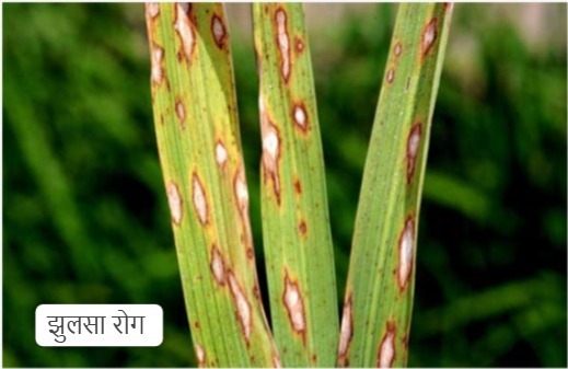 रायपुर : धान की फसलों में रोग व कीट प्रकोप से बचाव के लिए कृषि विशेषज्ञों ने दी सलाह