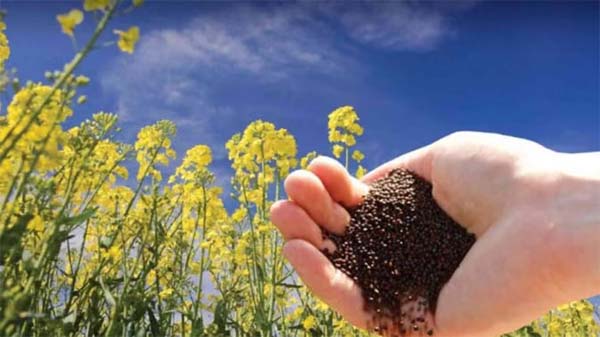 रायपुर : किसानों के लिए आय में वृद्धि का नया अध्याय पीएम-आशा योजना