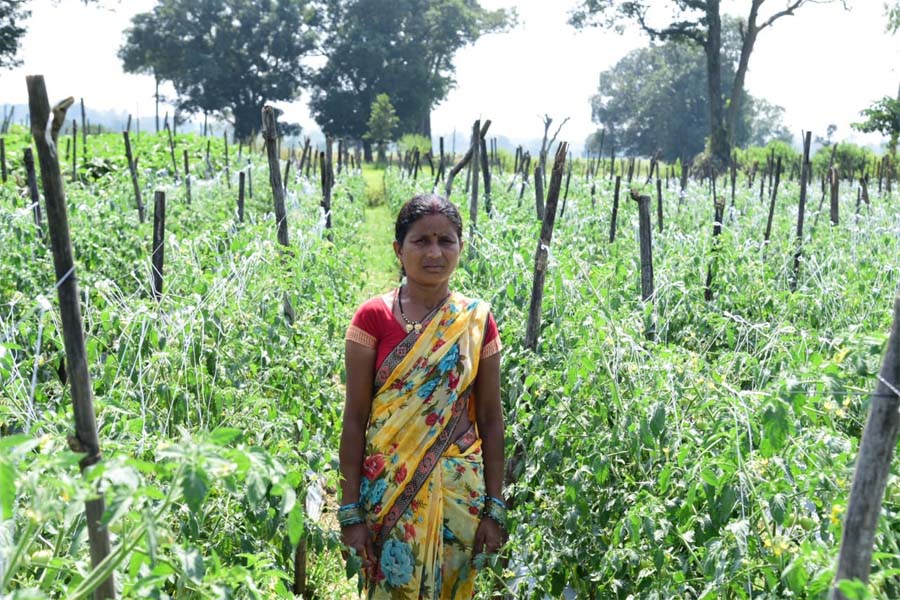 रायपुर : बिहान योजना से आत्मनिर्भरता की मिसाल बनीं शकुन्तला शार्दुल : सुक्ष्म सिंचाई के साधन का उपयोग कर आय बढ़ा रही है