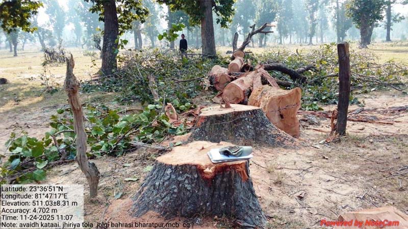 रायपुर : ग्राम जोलगी में बिना अनुमति काटे गए साल वृक्ष जब्त
