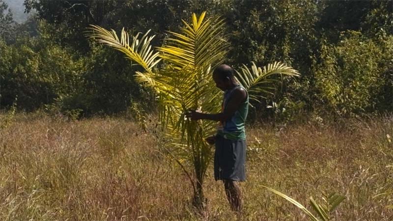 रायपुर : नई सोच का नया आयाम : पाम ऑयल खेती से बनाई नई पहचान अनिल कोर्राम ने