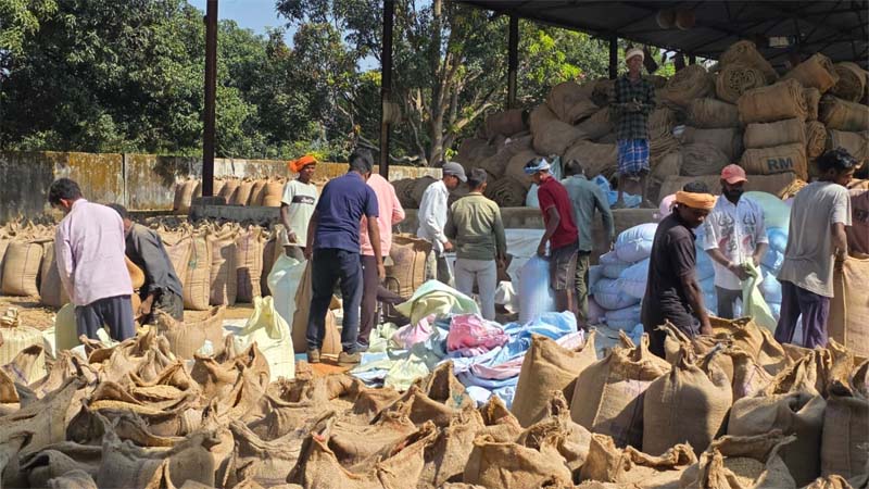 रायपुर : सरगुजा जिले में अब तक साढ़े 3 लाख क्विंटल से अधिक अधिक धान की खरीदी