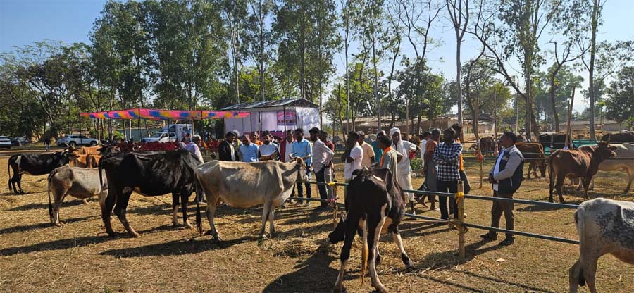 रायपुर : हिराडबरी में आयोजित पशु मेले में विभिन्न प्रजातियों के पशु बने आकर्षण का केन्द्र