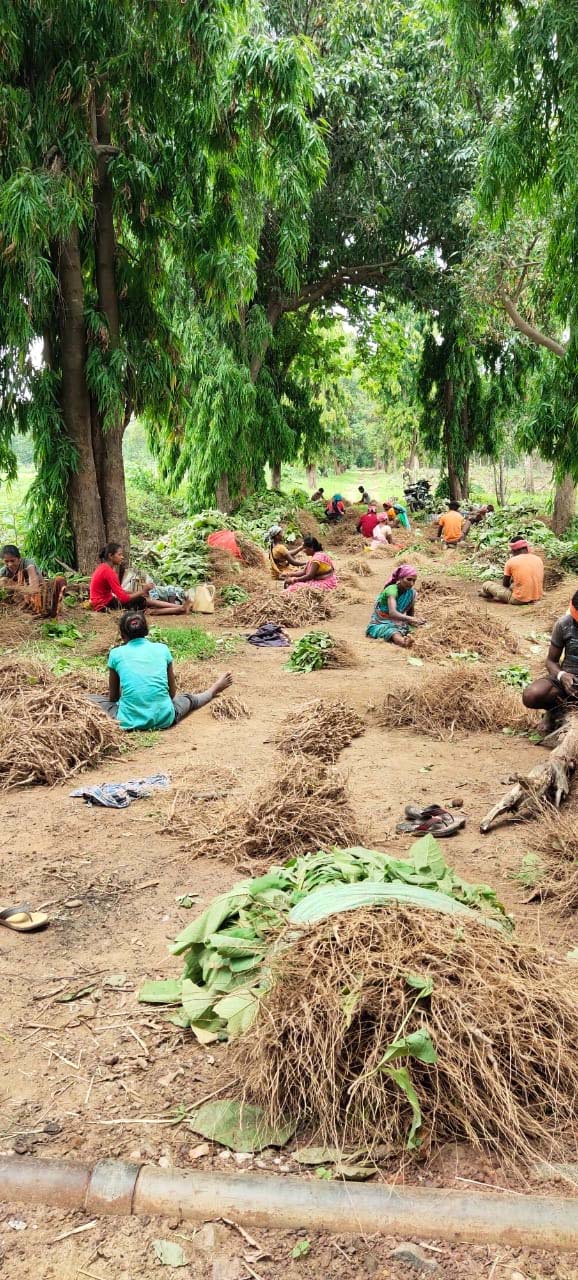 रायपुर : लेमनग्रास की खेती से आत्मनिर्भर बन रही महिलाएँ