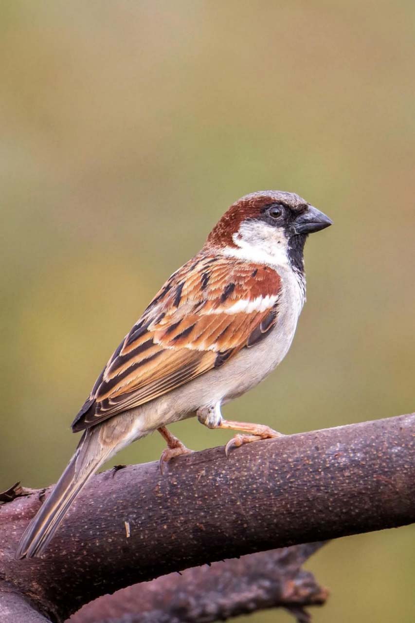 रायपुर : विश्व गौरैया दिवस पर वेबीनार आयोजित : संरक्षण के लिए जागरूकता पर जोर