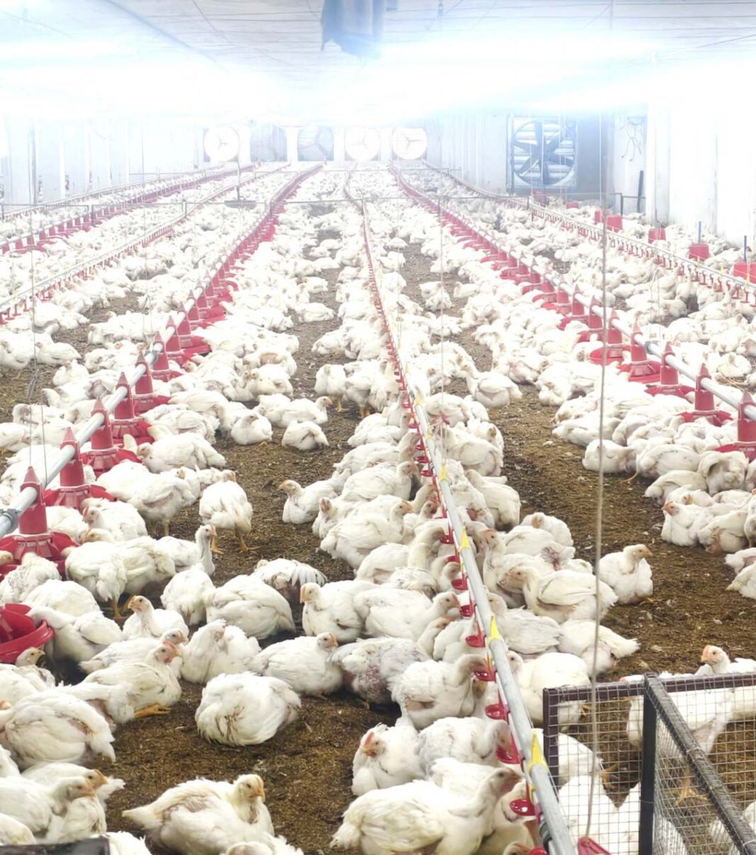 रायपुर : 10,000 चूजों की क्षमता वाले एयर कंडीशनर मुर्गी फार्म का संचालन कर रही है माँ लक्ष्मी महिला समूह