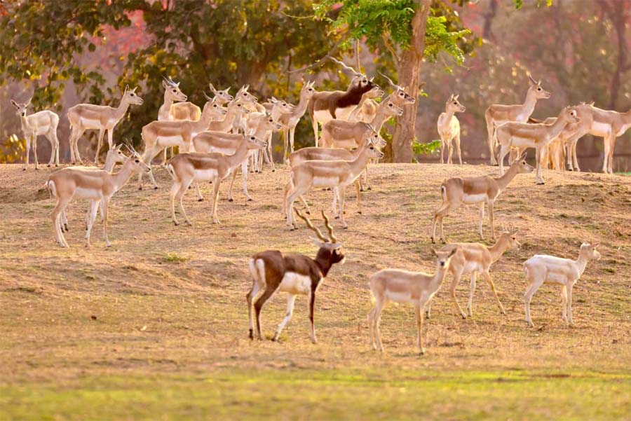 रायपुर : बारनवापारा अभयारण्य में काले हिरणों का वैज्ञानिक पद्धति से पुनर्स्थापन : दो चरणों में 34 हिरणों को प्राकृतिक आवास में छोड़ा गया सुरक्षित
