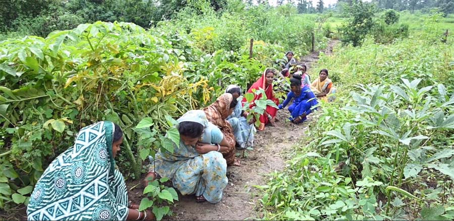 रायपुर : घरों की बाड़ी बनी महिलाओं की तरक्की की राह