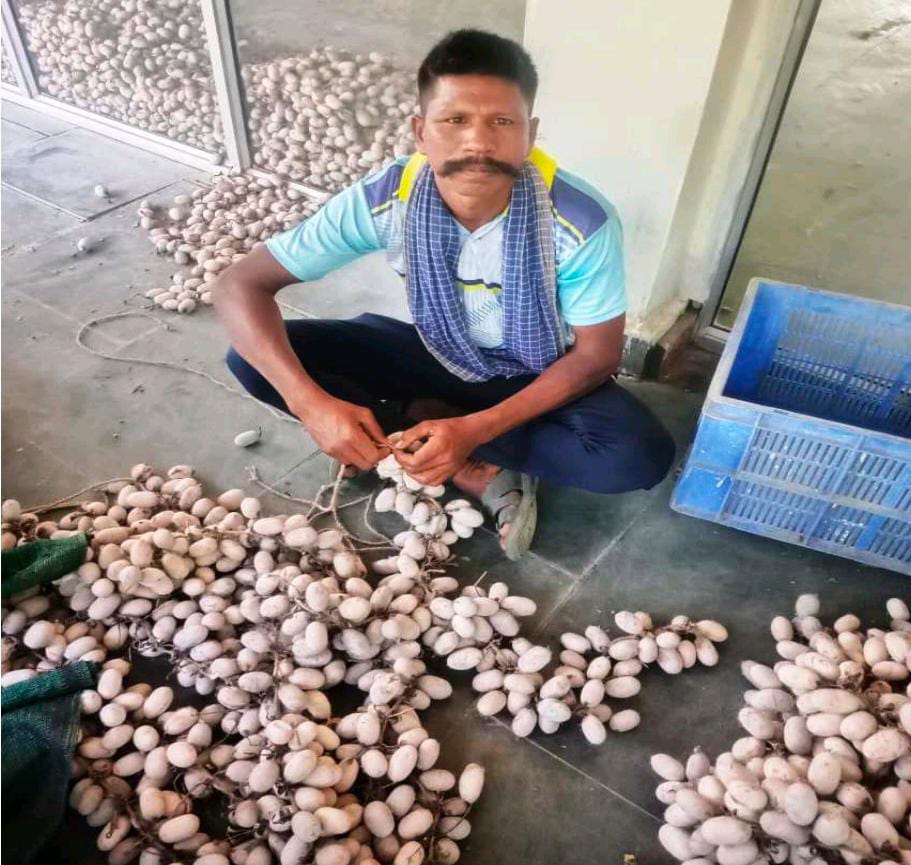 KORBA : मेहनत, लगन और कोसा पालन ने बदली जीवन की दिशा