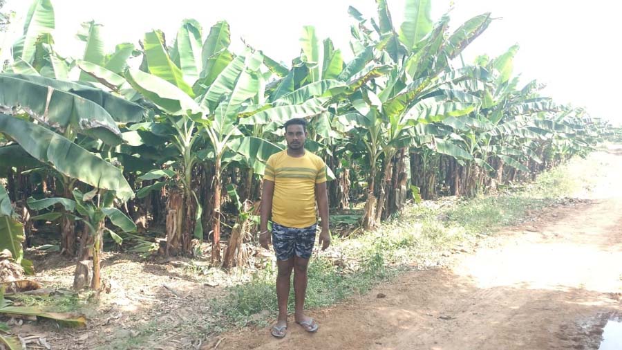 रायपुर : केला उत्पादन से बढ़ी आमदनी, उद्यानिकी खेती से मिला नया सहारा