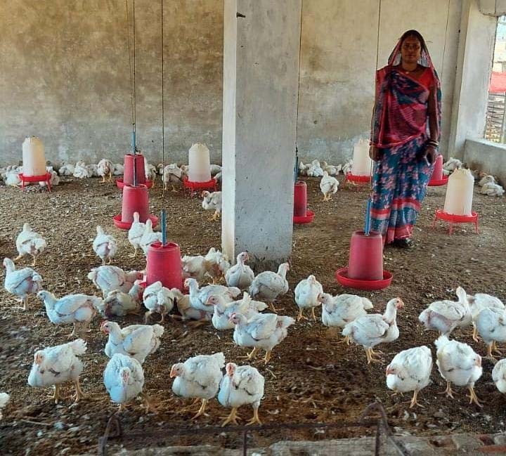 रायपुर : हौसले ने बदली तकदीर : मुर्गी पालन से आत्मनिर्भर बनीं ग्राम जमथान की सकून मौर्या