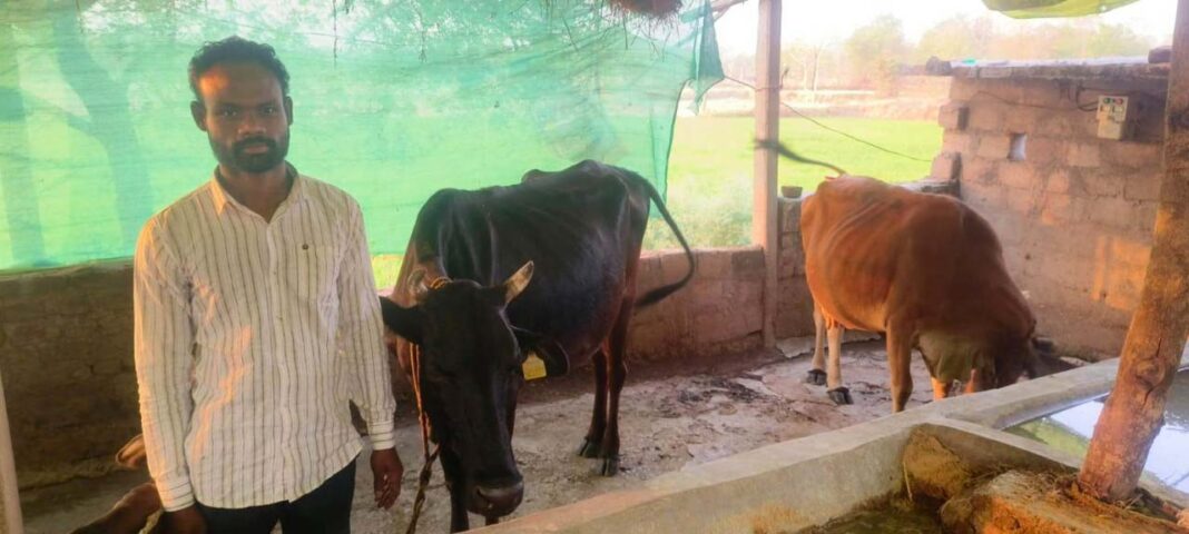 रायपुर : डेयरी योजना बदल रही है धनमती की तकदीर