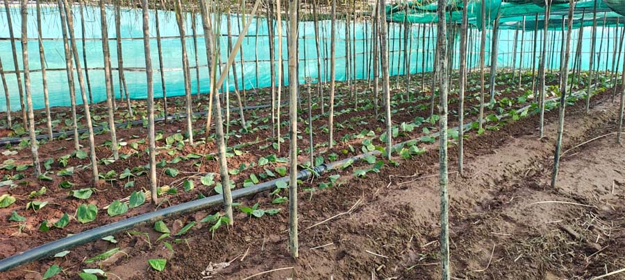 रायपुर : पान की विलुप्त होती खेती को नया जीवन, छुईखदान में पान अनुसंधान केन्द्र की स्थापना