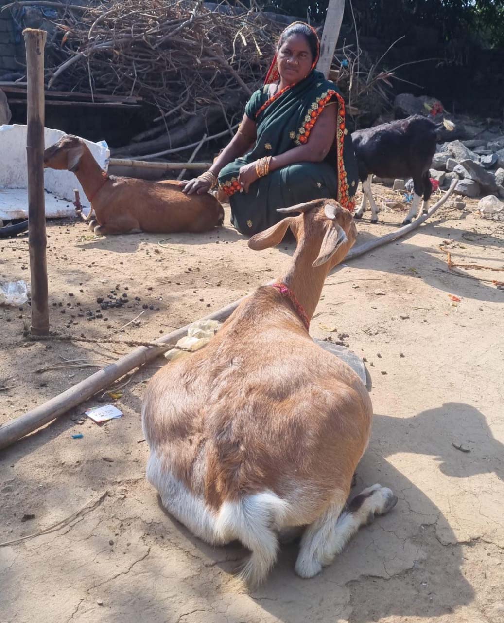 रायपुर : महतारी वंदन योजना से शुरू किया बकरी पालन