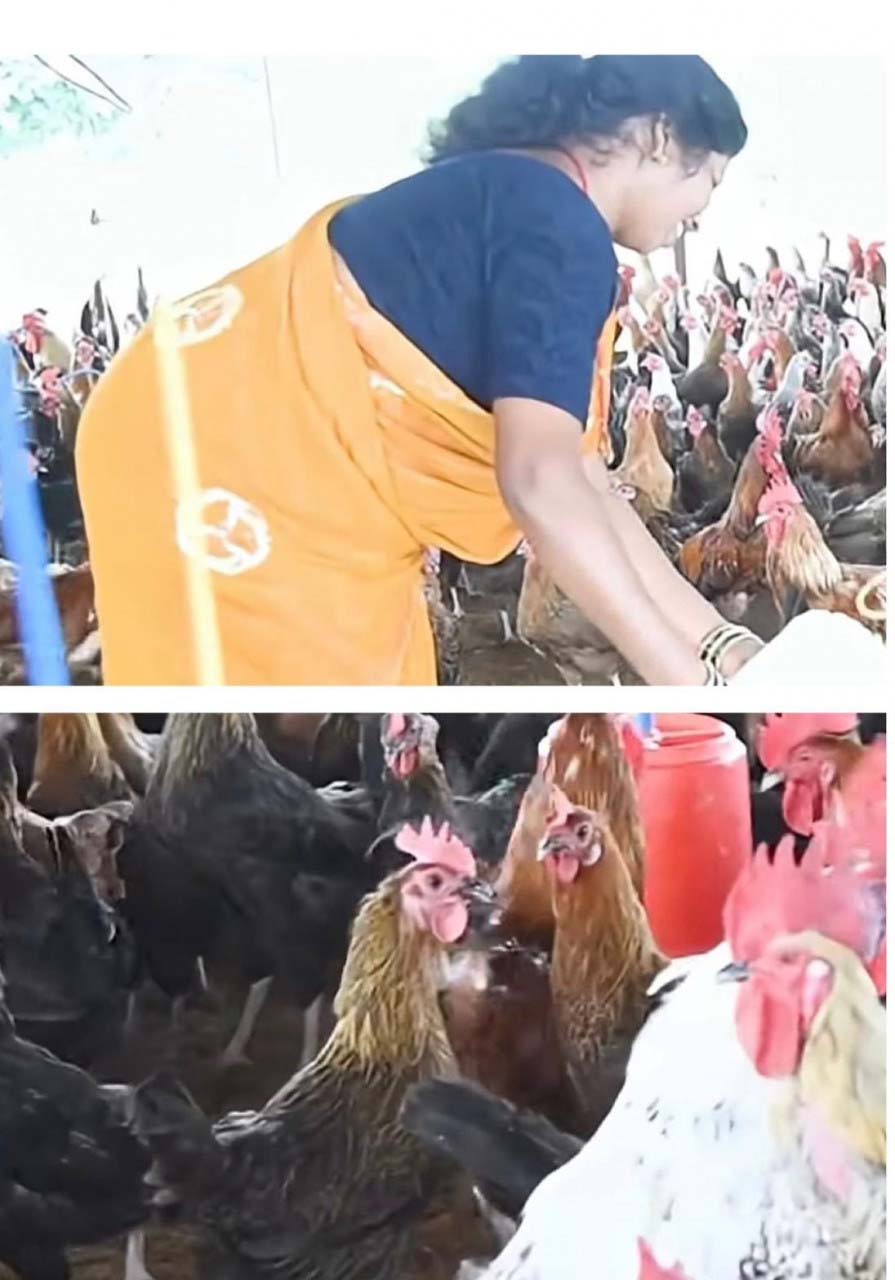 रायपुर : चर्रा की योगेश्वरी देवांगन ने मुर्गीपालन से बनाई पहचान