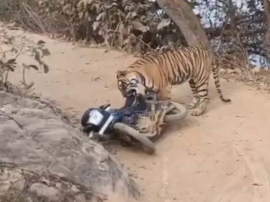 राजस्थान: रणथम्भौर टाइगर रिजर्व में 2 वनकर्मी बाल-बाल बचे, गश्त के दौरान अचानक टाइगर आया सामने, बाघ ने बाइक को दबोचकर खींचा; 10 मिनट तक अटकी रहीं सांसें