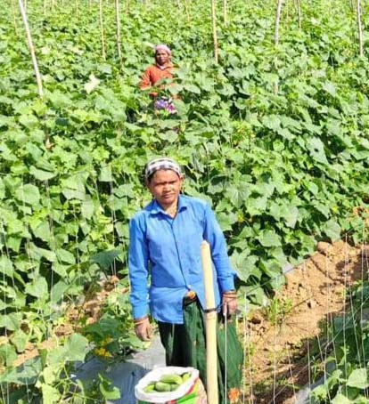 रायपुर : खीरा की खेती ने बदली सुभद्रा की जिंदगी