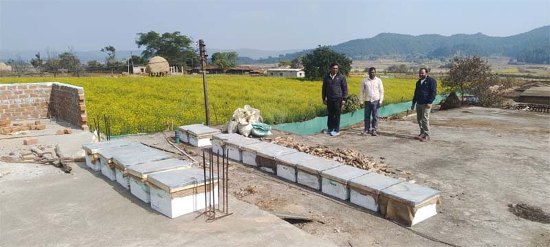 रायपुर : मधुमक्खी पालन : कम लागत में ज्यादा मुनाफे का बेहतर विकल्प