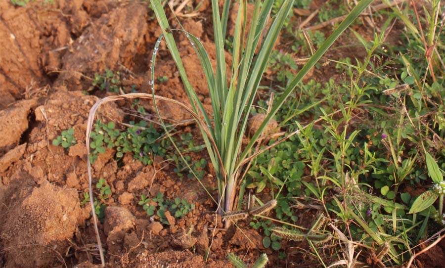 रायपुर : लेमनग्रास-किसानों के लिए कम पानी में ज्यादा कमाई का साधन