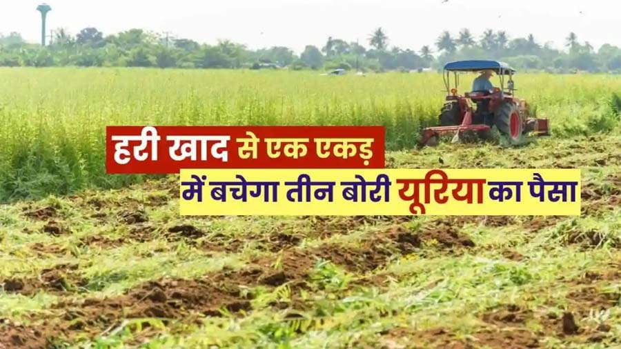 रायपुर : विशेष लेख : हरी खाद- खेती में बढ़ेगा उत्पादन, मिट्टी की सेहत होगी बेहतर