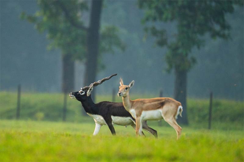 रायपुर : छत्तीसगढ़ का बरनवापारा अभयारण्य बना विलुप्ति के कगार पर पहुंचे काले हिरणों के पुनर्जीवन का मजबूत उदाहरण