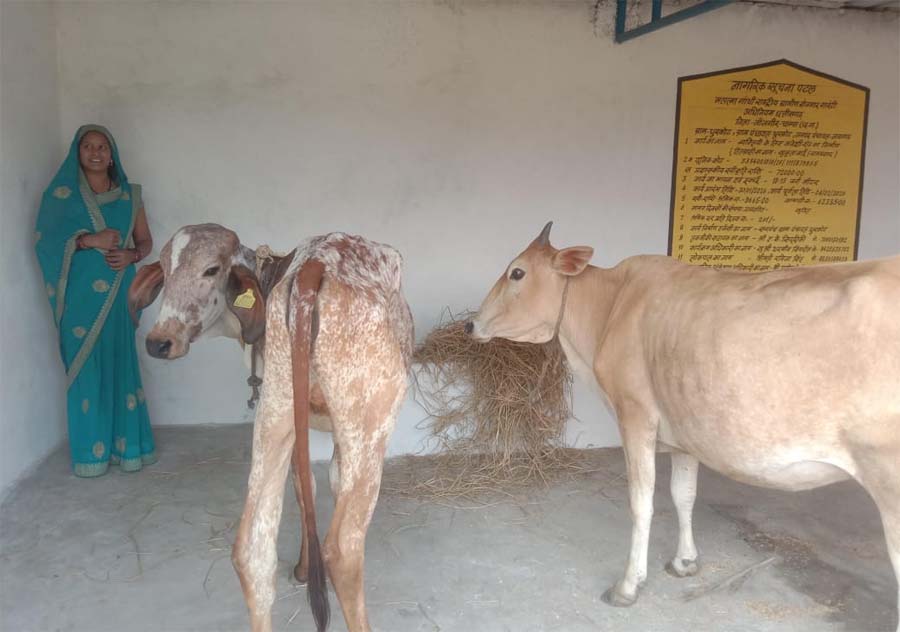 रायपुर : पशुपालन से सुकृता की बदली तस्वीर, मनरेगा बना सहारा