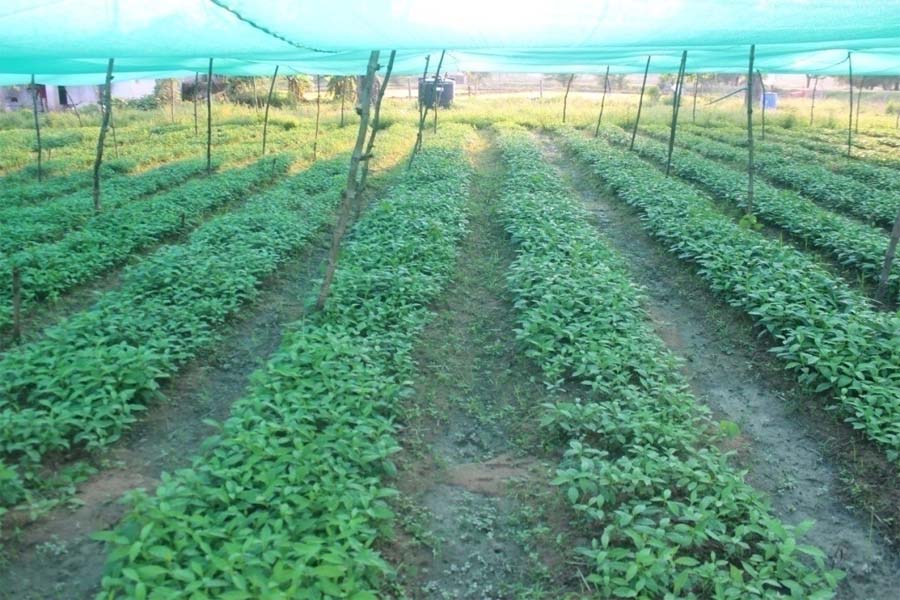 रायपुर : औषधीय पौधों की खेती से बढ़ रही समृद्धि