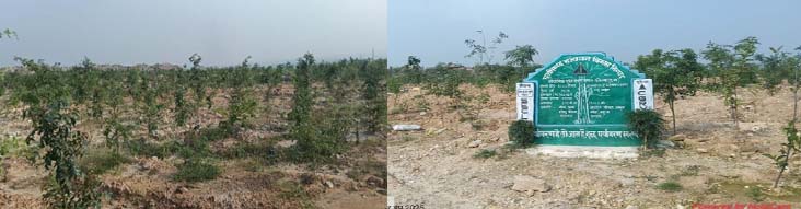 रायपुर : बंजर डंप क्षेत्र से हरा-भरा जंगल बनने की ओर गेवरा की अनूठी पहल