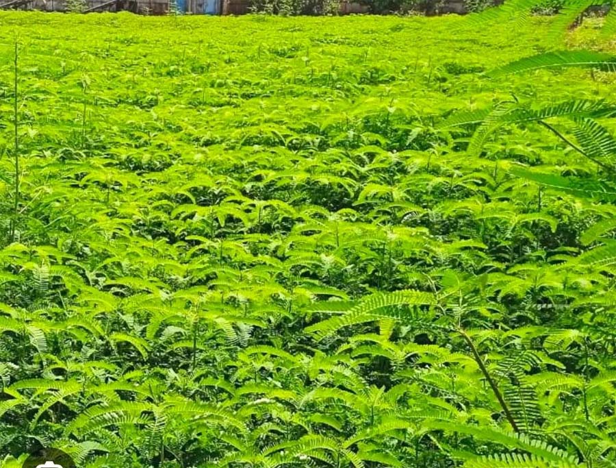 रायपुर : हरी खाद और नील-हरित काई से खेती को मिलेगी नई दिशा