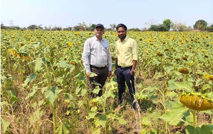 रायपुर : किसान ग्रीष्मकालीन धान के बदले सूरजमुखी की खेती की ओर अग्रसर