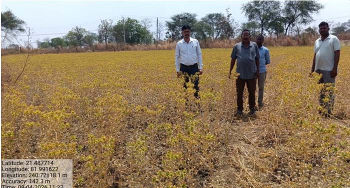 रायपुर : कुसुम की खेती बनी लाभ का सौदा