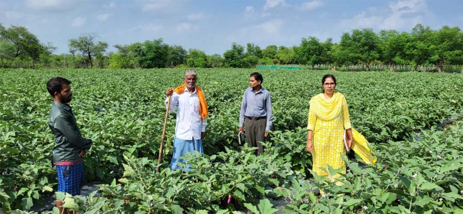 रायपुर : राष्ट्रीय कृषि विकास योजना : छोटे खेत में ग्राफ्टेड बैंगन की खेती से बड़ा मुनाफा