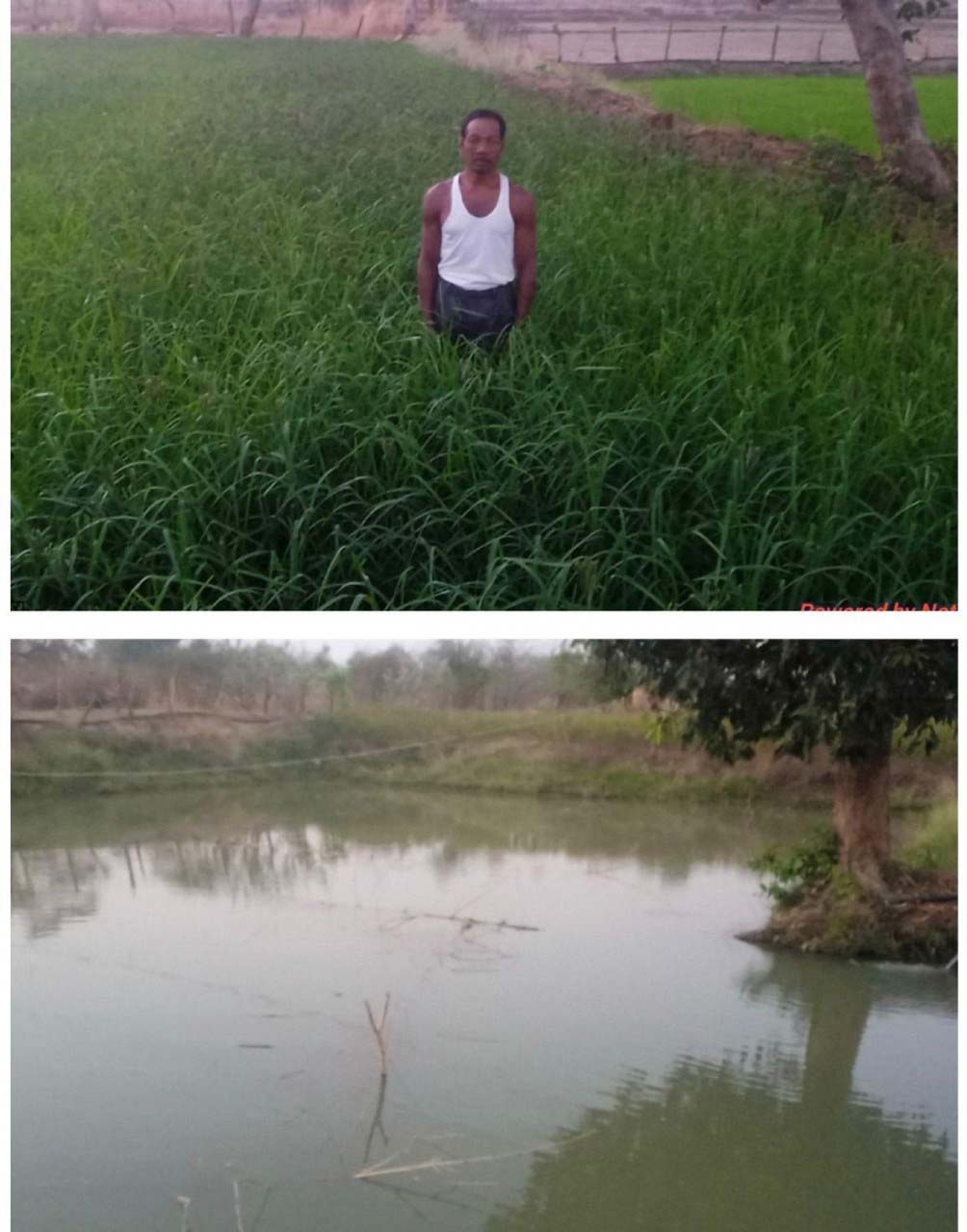 रायपुर : डबरी, मछली पालन और बहुफसली खेती से बदली तकदीर-सगनू बने गांव के प्रेरणास्रोत