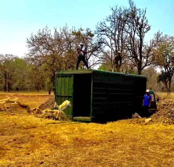 रायपुर : वन विभाग की बड़ी उपलब्धि : बारनवापारा का रामपुर ग्रासलैंड फिर हुआ काले हिरणों से आबाद