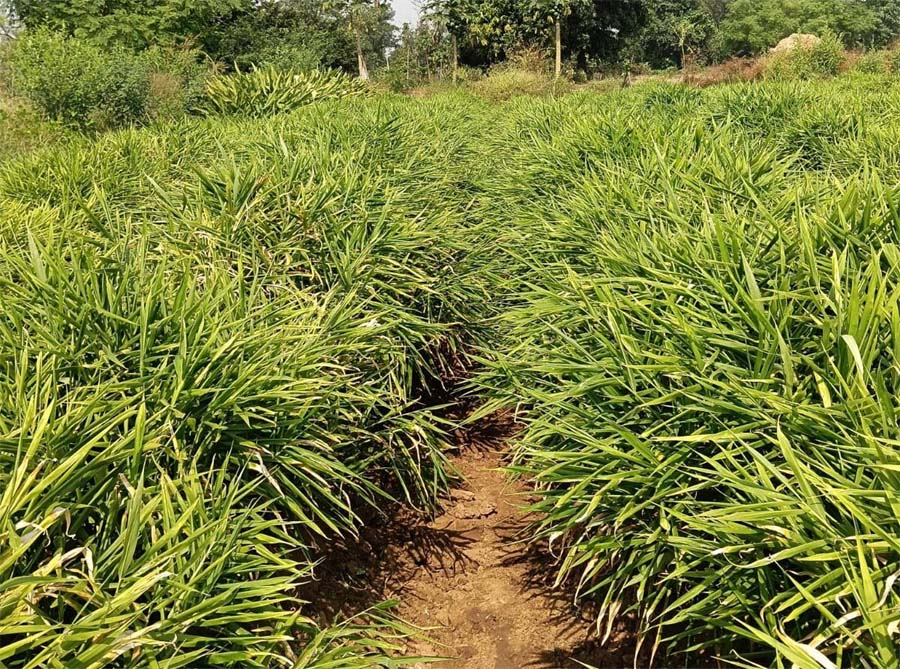 रायपुर : एक जिला एक उत्पाद योजना से बदली तस्वीर