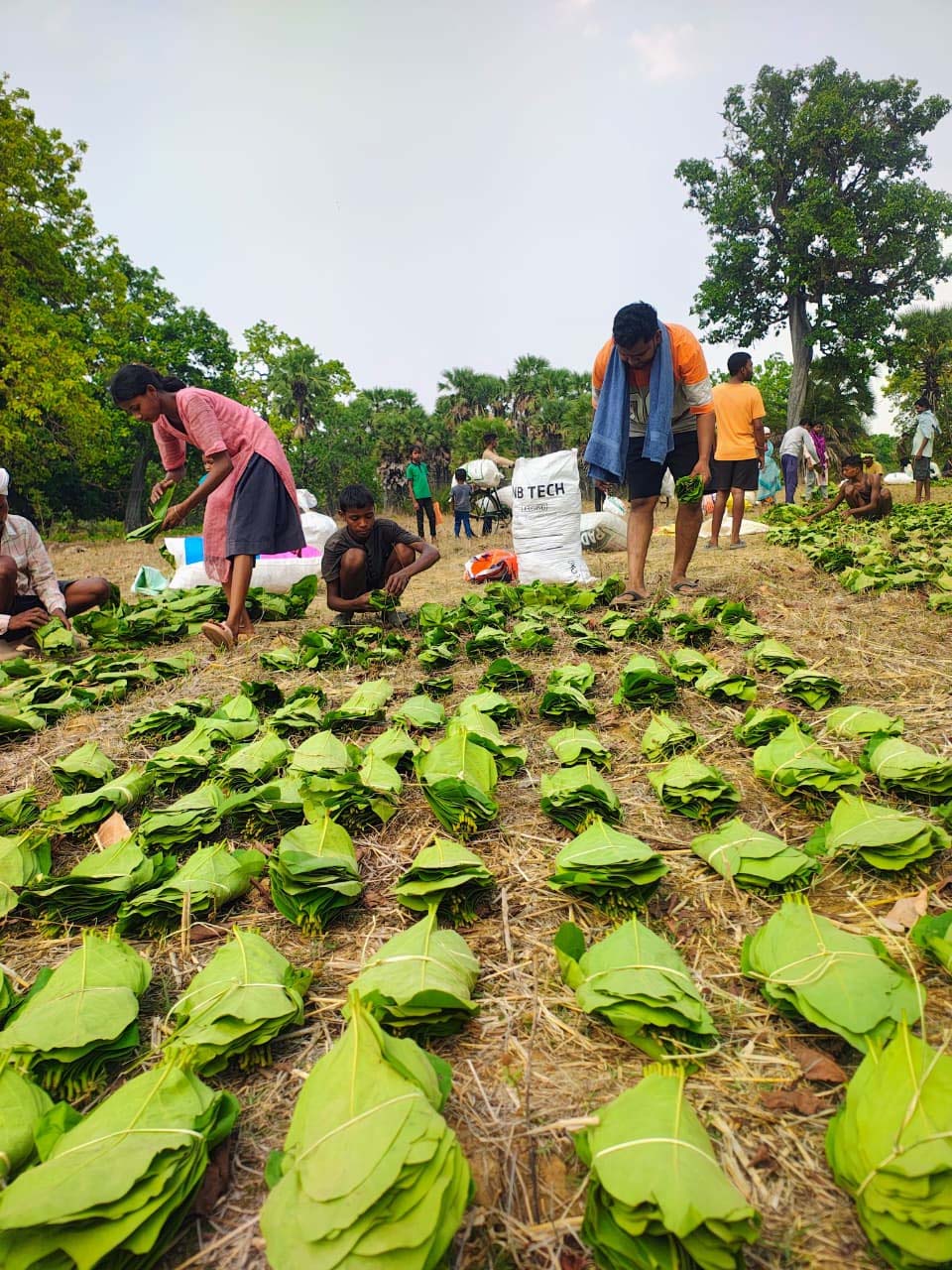 रायपुर : सुकमा में तेंदूपत्ता संग्रहण तेज़ी से जारी, 35 हजार से अधिक बोरे का हुआ संग्रहण
