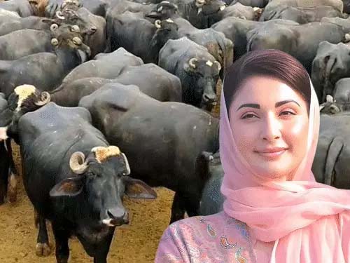 BIG NEWS: पाकिस्तान में ‘गोबर टैक्स’ लगाने की तैयारी, गाय-भैंस पालने पर हर पशु पर रोजाना 30 रुपए वसूलेगी सरकार, विपक्ष बोला- यह रेवेन्यू जुटाने का तरीका