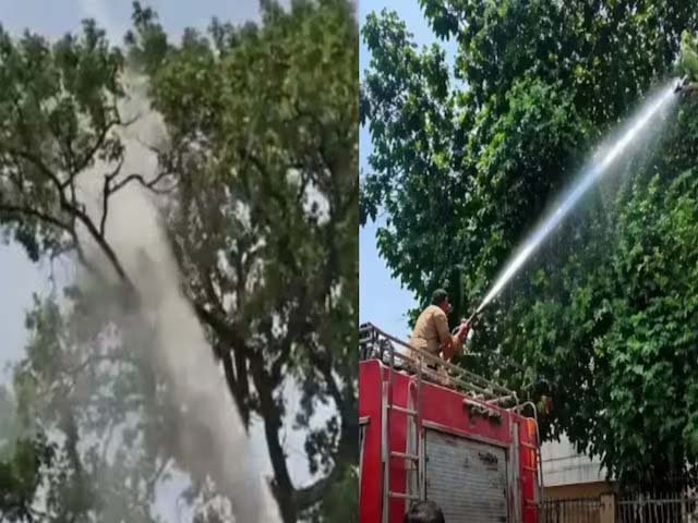 छत्तीसगढ़: नारायणपुर में पालतू तोते के लिए फायर ब्रिगेड बुलानी पड़ी, पेड़ से नीचे उतारने में हजारों लीटर पानी बहाना पड़ा, जानिए क्या है पूरा मामला ?
