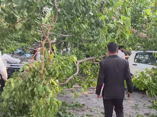 कोरबा: कोर्ट परिसर में अचानक भरभराकर गिरा विशाल पेड़, हादसे में दो कार और दर्जनभर बाइक क्षतिग्रस्त, सिर पर मोटी डाल गिराने से महिला घायल