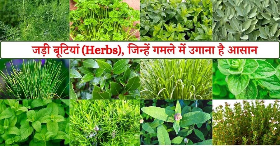 रायपुर : विशेष लेख : छत्तीसगढ़ की जड़ी-बूटियों से महकेगा नारी शक्ति का स्वावलंबन